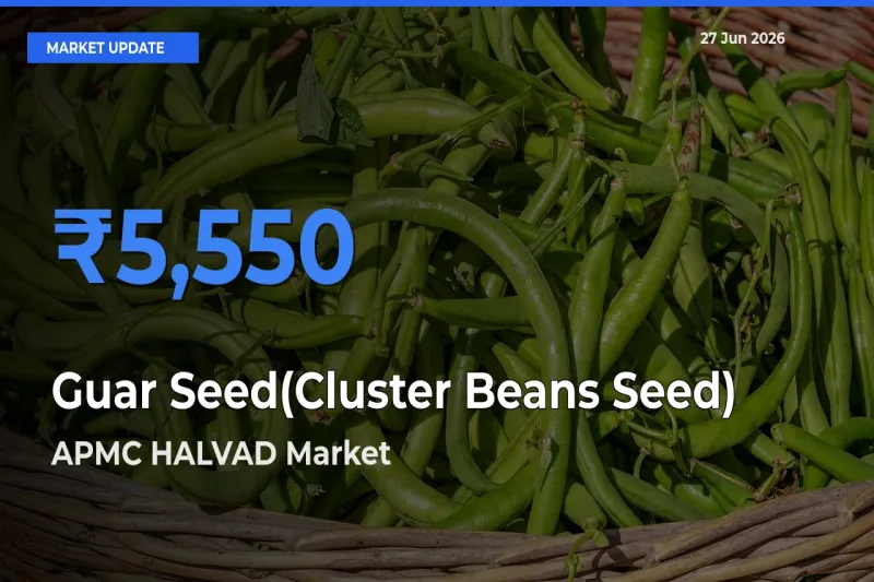 APMC HALVAD Offers ₹5,550 – Highest Guar Seed(Cluster Beans Seed) Rate Today