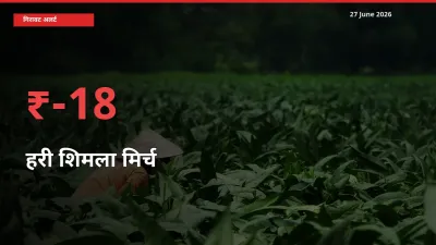27 June अपडेट: हरी शिमला मिर्च के दाम मंडी में 18.04% गिरे