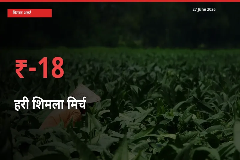 27 June अपडेट: हरी शिमला मिर्च के दाम मंडी में 18.04% गिरे