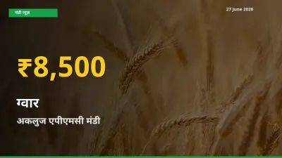 ग्वार के भावों में जबरदस्त उछाल, अकलुज एपीएमसी में नया उच्च स्तर