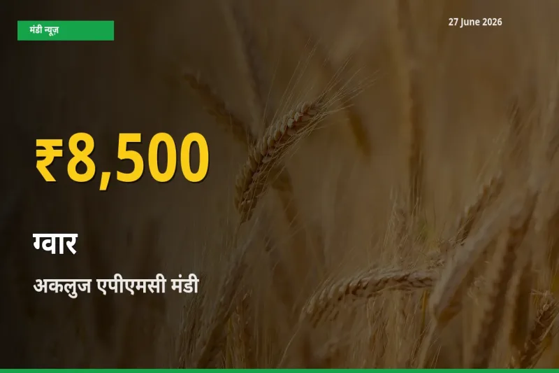 ग्वार के भावों में जबरदस्त उछाल, अकलुज एपीएमसी में नया उच्च स्तर