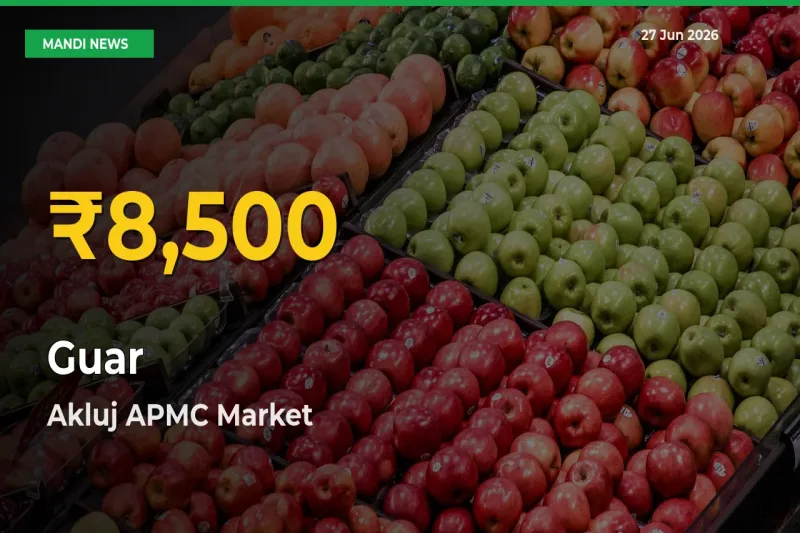 Farmers Benefit as Guar Rate Touches New High in Akluj APMC