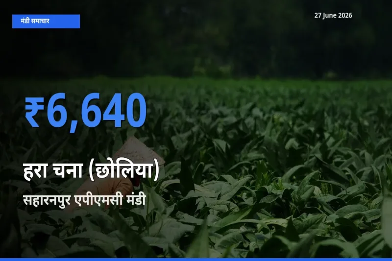 सहारनपुर एपीएमसी में हरा चना (छोलिया) का आज सबसे ऊँचा भाव