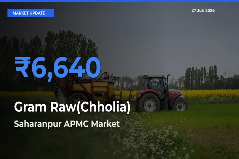 Gram Raw(Chholia) Mandi Rate Today: Saharanpur APMC Tops the List
