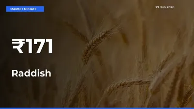 Raddish Shows Strong Mandi Trend – June 27 Market Update