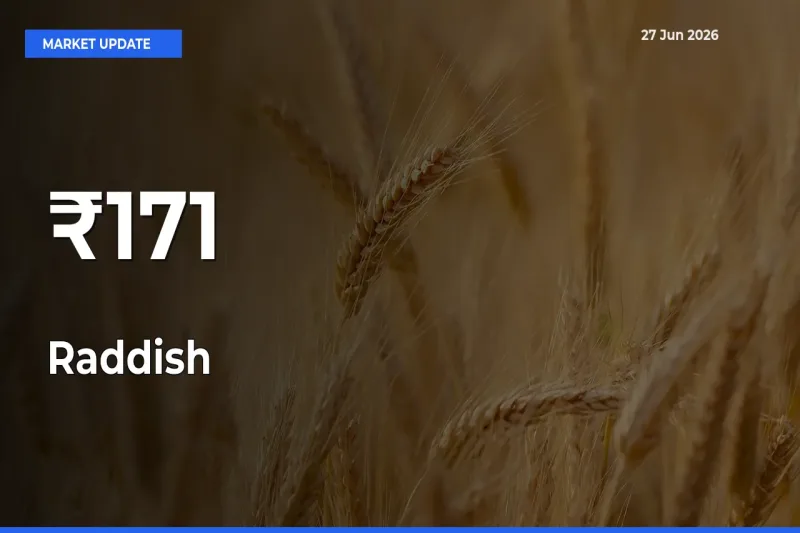Raddish Shows Strong Mandi Trend – June 27 Market Update