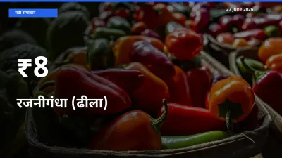 रजनीगंधा (ढीला) का ट्रेंड कई मंडियों में साफ