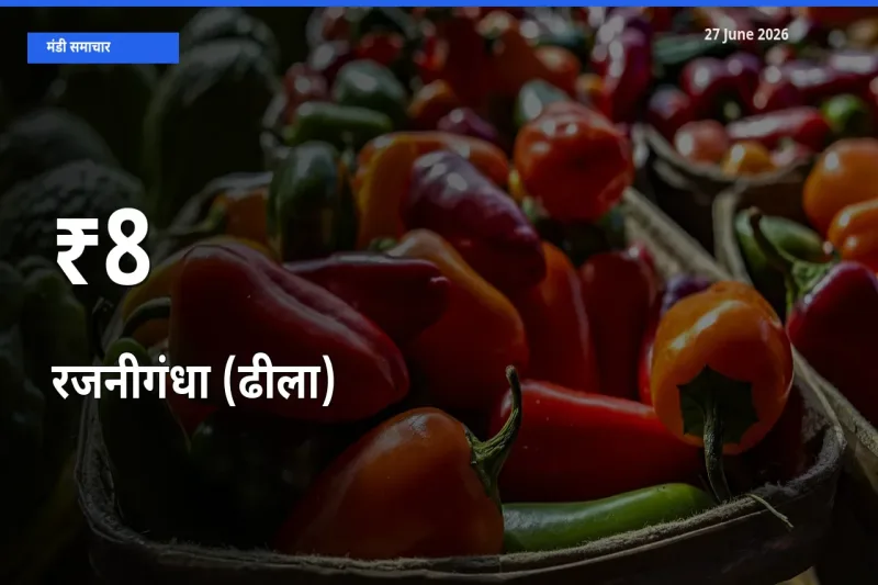 रजनीगंधा (ढीला) का ट्रेंड कई मंडियों में साफ