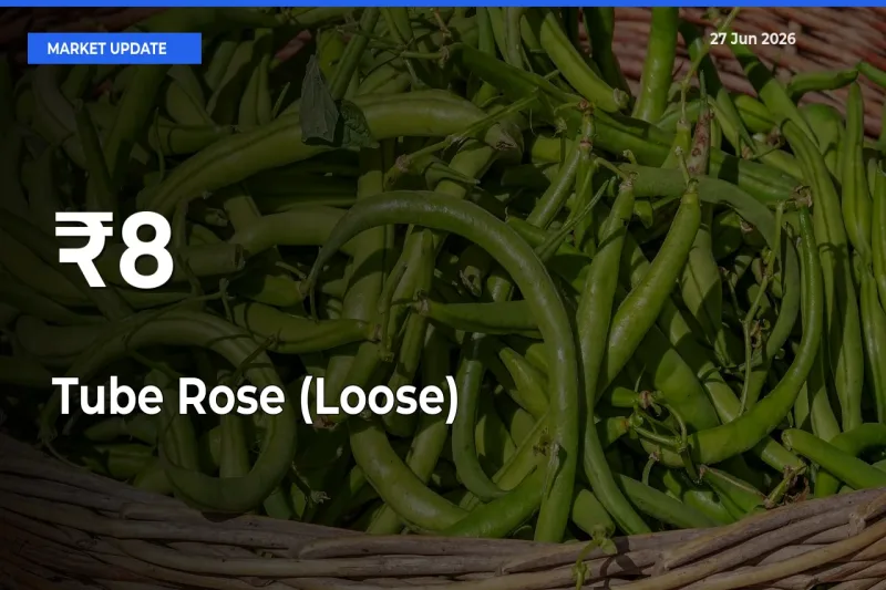 Tube Rose (Loose) Prices Gain Momentum Across 8+ Mandis – Market Trend Strengthens