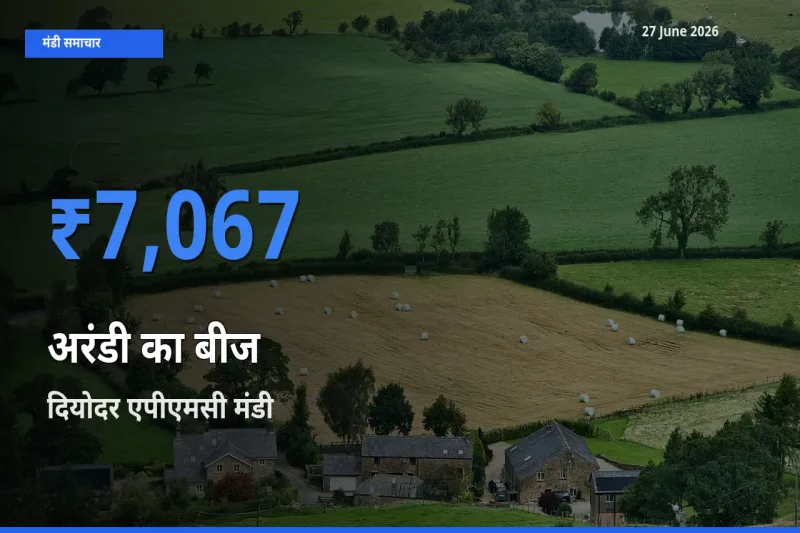 दियोदर एपीएमसी मंडी में आज अरंडी का बीज के सबसे ऊँचे दाम दर्ज