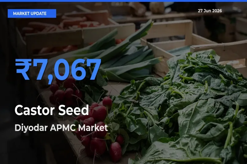 Market Watch: Diyodar APMC Becomes Top Mandi for Castor Seed