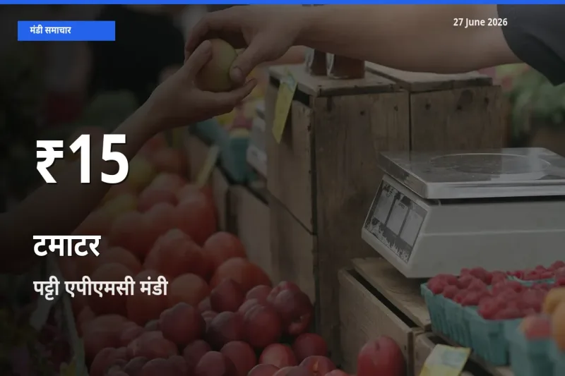 टमाटर के दाम 30 दिनों के सबसे निचले स्तर पर, पट्टी एपीएमसी