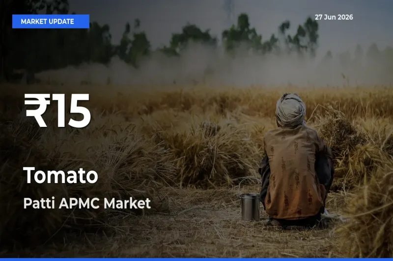 Big Drop! Tomato Slides to 30-Day Low at Patti APMC