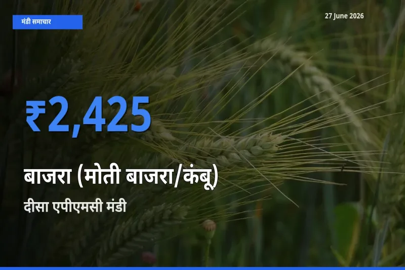 दीसा एपीएमसी में बाजरा (मोती बाजरा/कंबू) का आज सबसे ऊँचा भाव