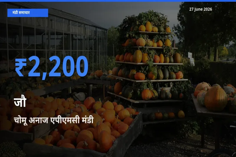 आज जौ के सबसे ज़्यादा दाम चोमू अनाज एपीएमसी मंडी में दर्ज