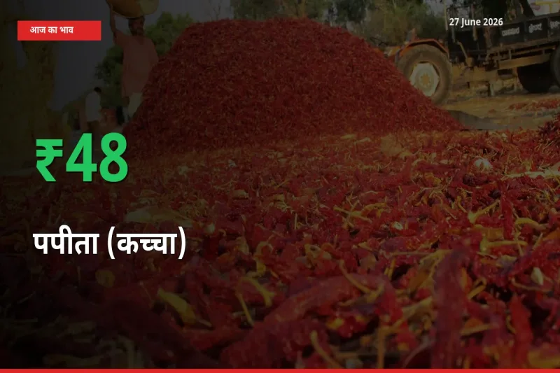 किसानों के लिए खुशखबरी! स्थानीय मंडी में पपीता (कच्चा) 47.83% उछला