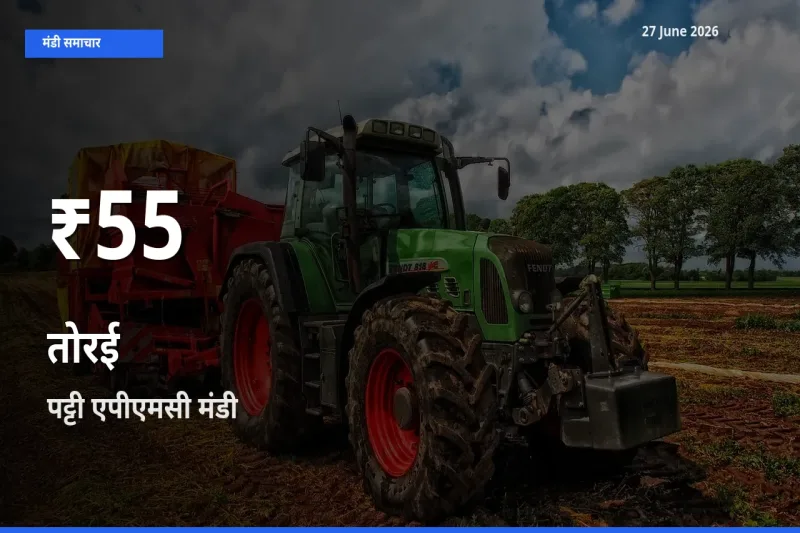 बाज़ार संकेत: तोरई के भाव पट्टी एपीएमसी में 30 दिन के निचले स्तर पर