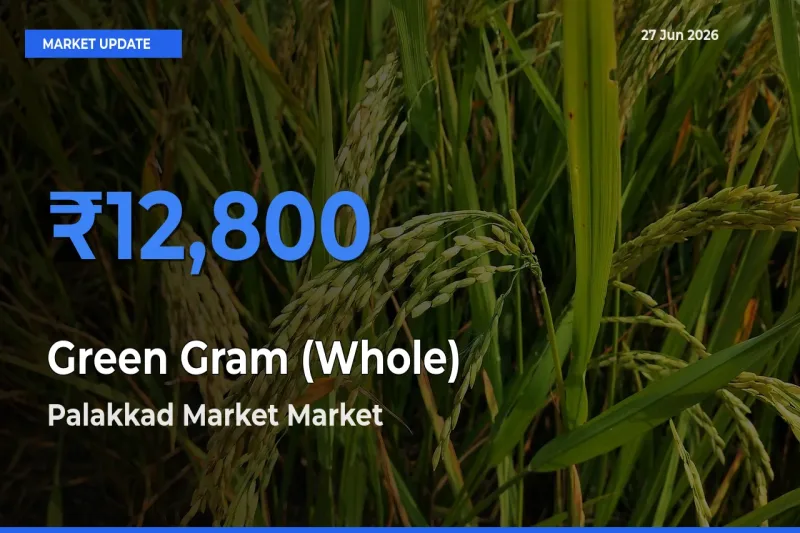 Palakkad Market Offers ₹12,800 – Highest Green Gram (Whole) Rate Today