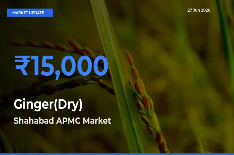 Ginger(Dry) Mandi Rate Today: Shahabad APMC Tops the List