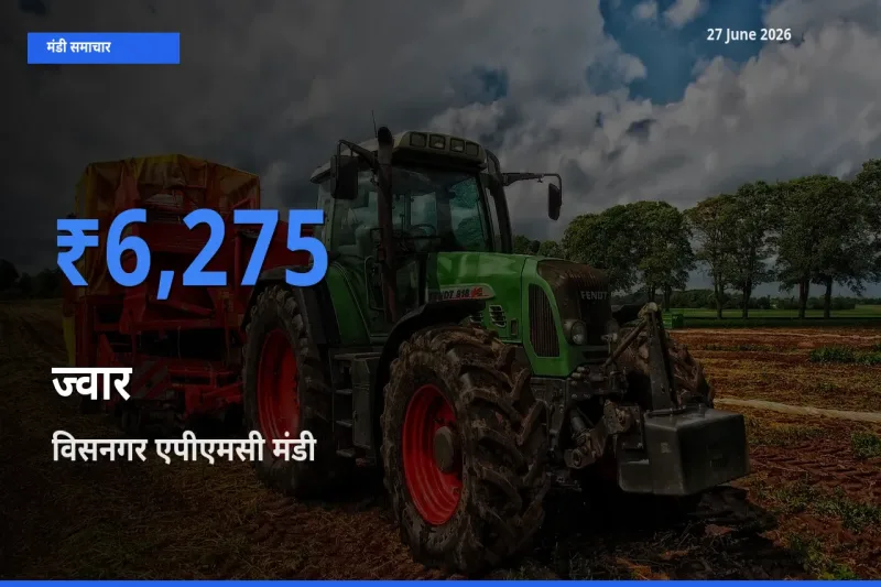 किसानों की पसंद बना विसनगर एपीएमसी, ज्वार के सबसे अच्छे दाम