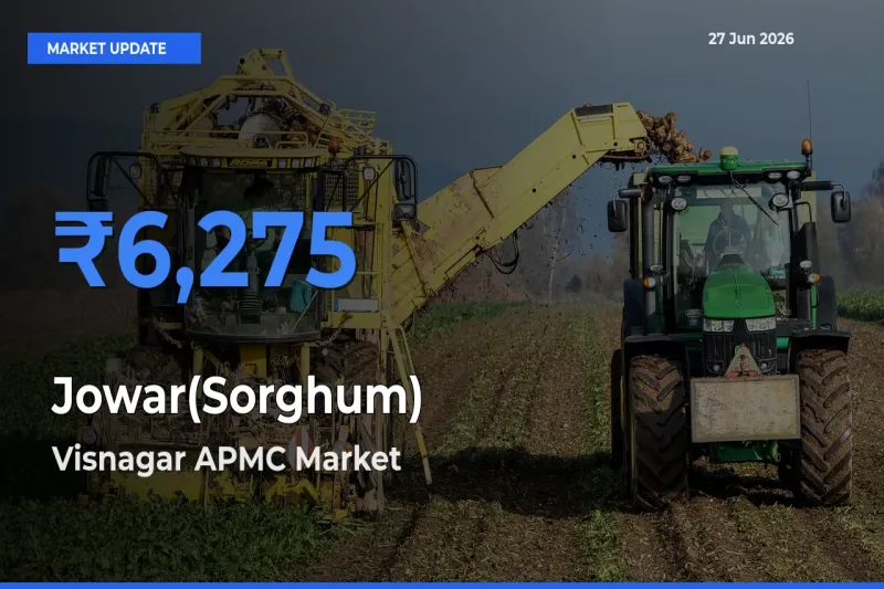 Visnagar APMC Emerges as Top Mandi for Jowar(Sorghum) Prices Today