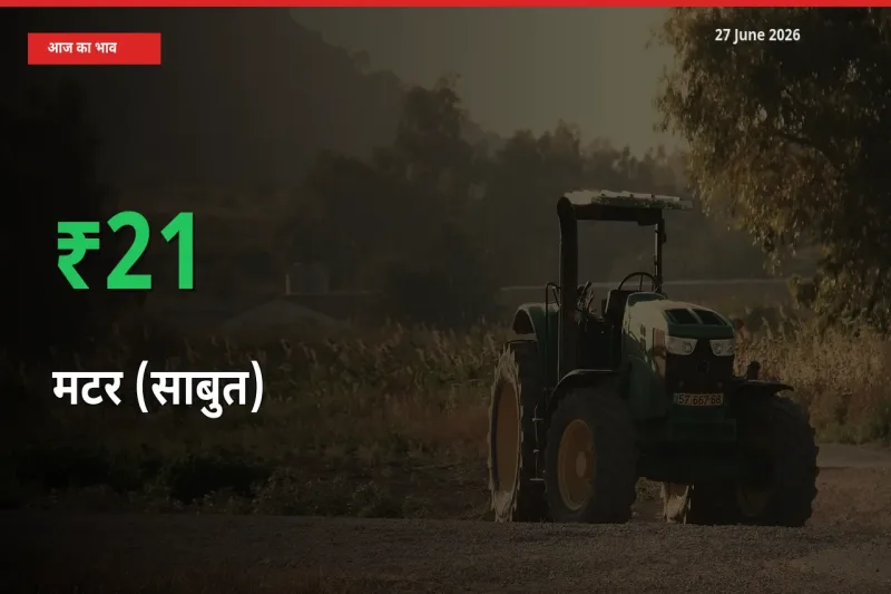 तेज़ तेजी! मंडी में मटर (साबुत) के दाम 21.35% चढ़े