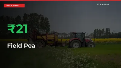 Why Field Pea Prices Rose 21.35% in a Day at Mandis