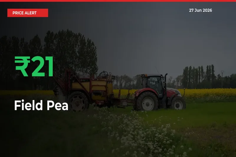 Why Field Pea Prices Rose 21.35% in a Day at Mandis