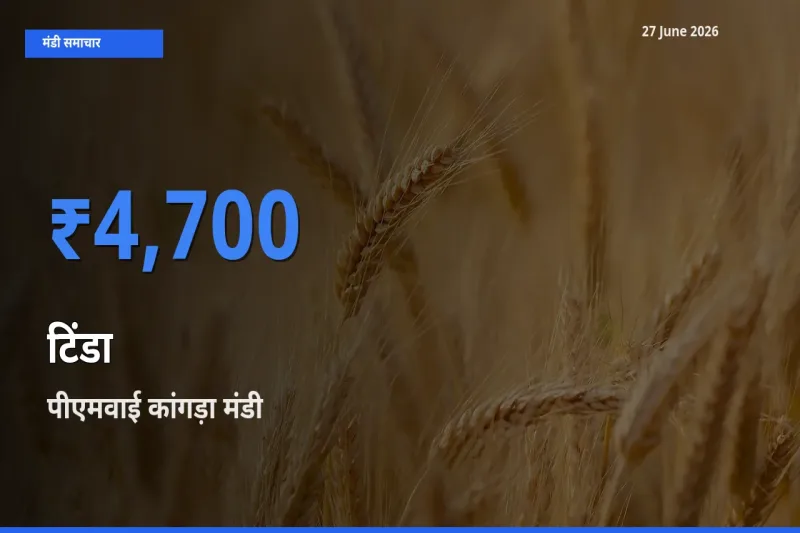 आज टिंडा के सबसे ऊँचे दाम ₹4,700 पीएमवाई कांगड़ा मंडी में