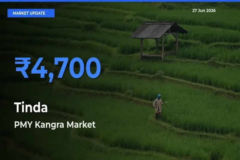 PMY Kangra Tops Tinda Mandi Rates Today