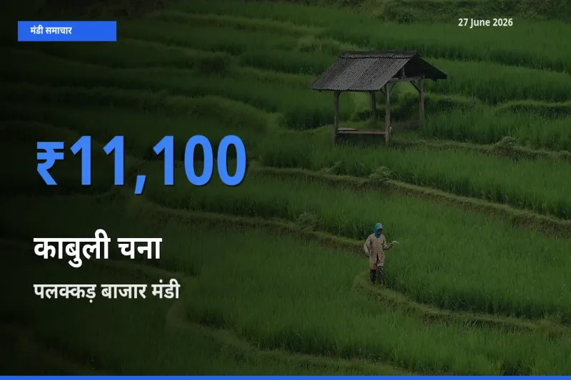 पलक्कड़ बाजार मंडी में आज काबुली चना के सबसे ऊँचे दाम दर्ज