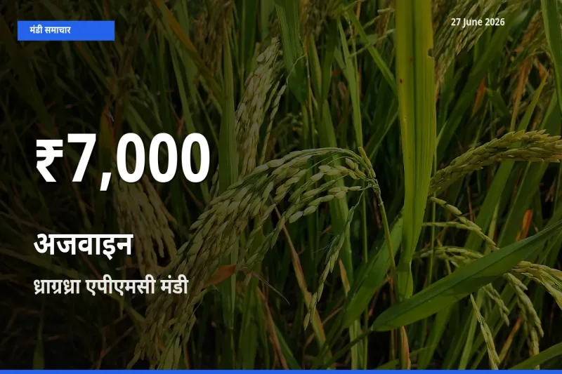 तेज़ गिरावट! ध्राग्रध्रा एपीएमसी में अजवाइन के दाम 30 दिन के निचले स्तर पर