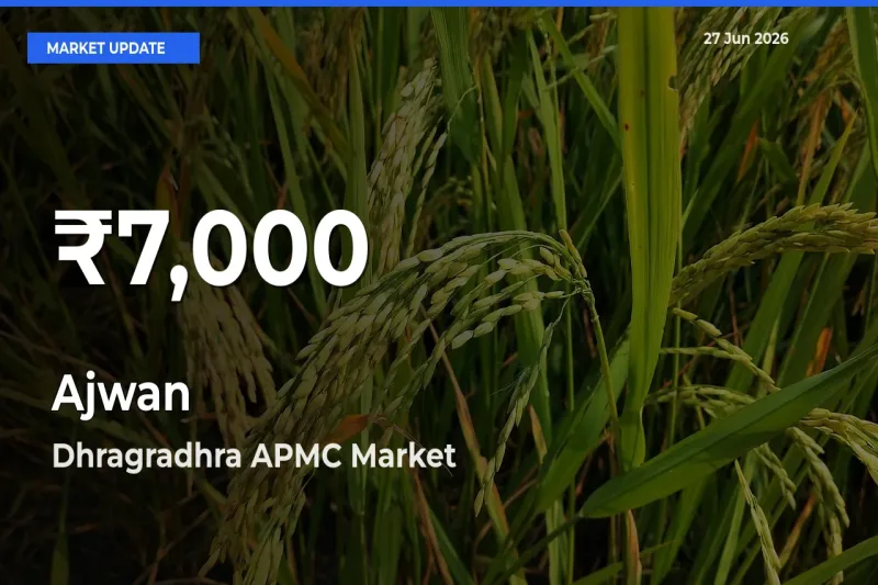 Why Ajwan Prices Slumped in Dhragradhra APMC – 30-Day Low Today