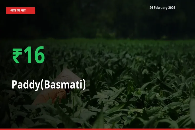 किसानों के लिए खुशखबरी! स्थानीय मंडी में Paddy(Basmati) 16.13% उछला