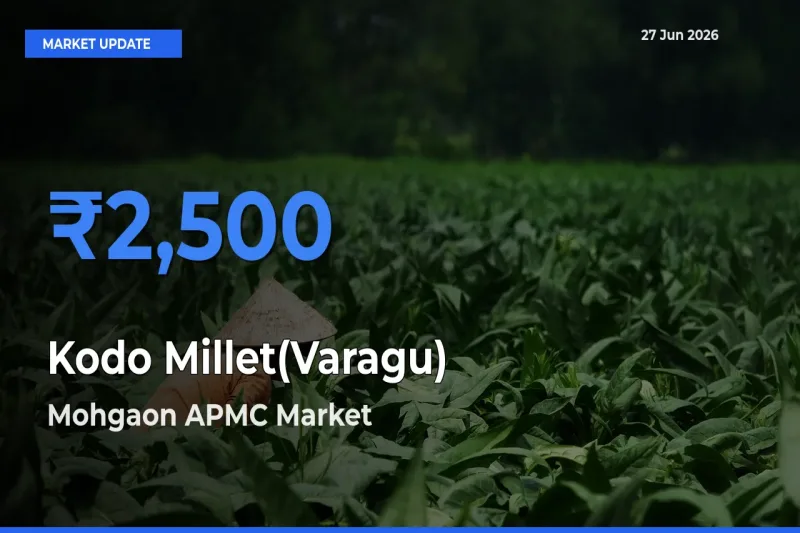 Mohgaon APMC Leads as Top Mandi for Kodo Millet(Varagu) Prices