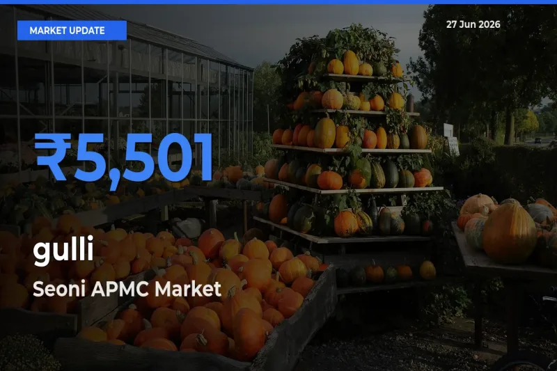 Farmers Prefer Seoni APMC as gulli Hits Highest Rate
