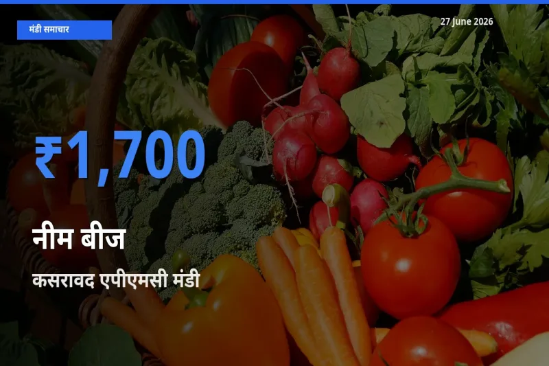 कसरावद एपीएमसी मंडी में आज नीम बीज के सबसे ऊँचे दाम दर्ज
