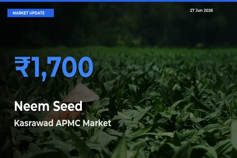 Kasrawad APMC Records Highest ₹1,700 Rate for Neem Seed