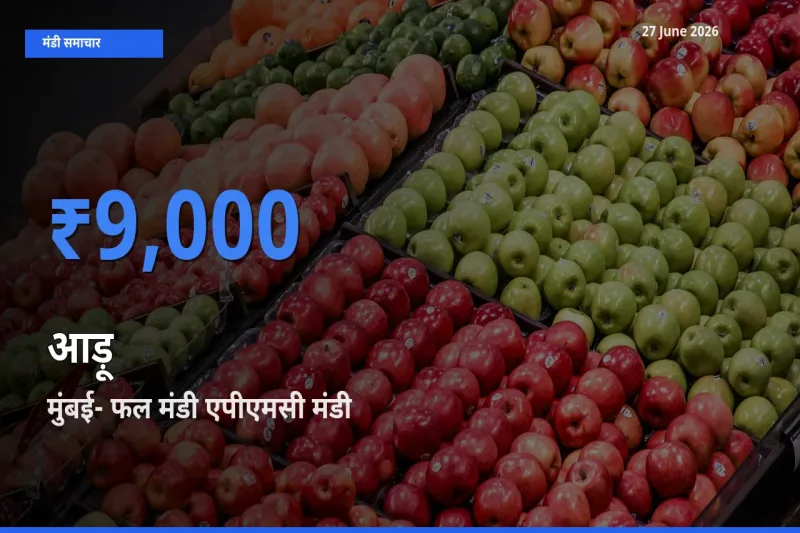 आज आड़ू के सबसे ज़्यादा दाम मुंबई- फल मंडी एपीएमसी मंडी में दर्ज