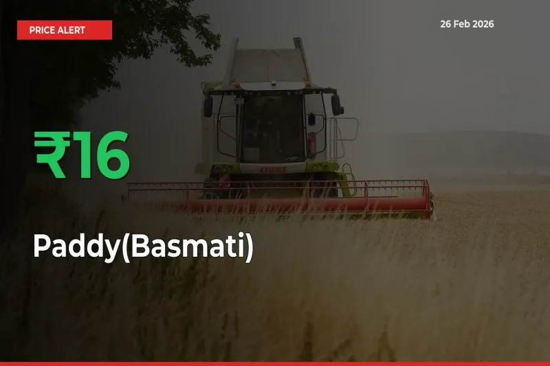 Sharp Jump! Paddy(Basmati) Prices Climb 16.13% in 24 Hours at Key Mandis