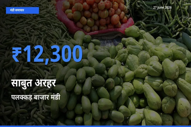 टॉप मंडी बना पलक्कड़ बाजार! साबुत अरहर के सबसे ऊँचे दाम यहीं दर्ज