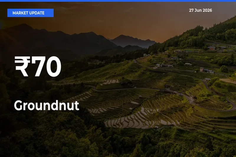 Groundnut Shows Strong Mandi Trend – June 27 Market Update