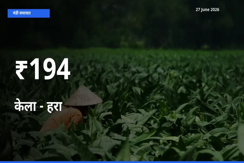 केला - हरा के दामों का असर कई मंडियों में, बाज़ार दिशा स्पष्ट