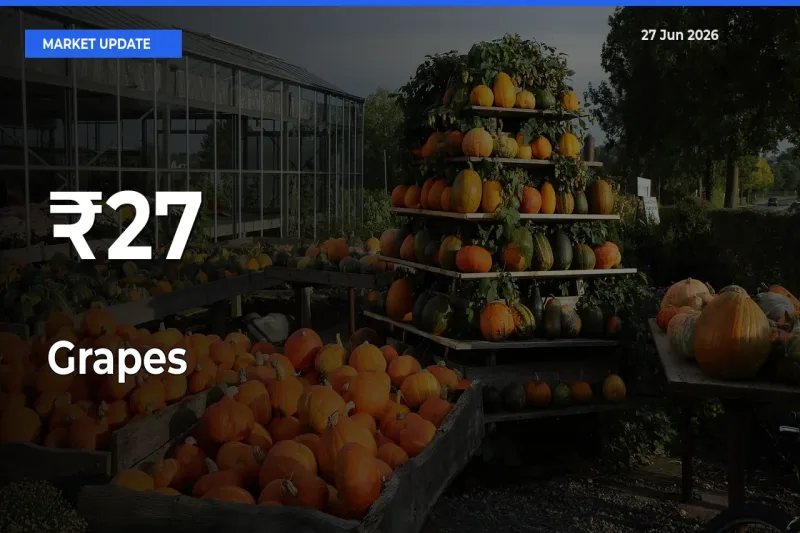 Grapes Shows Strong Mandi Trend – June 27 Market Update