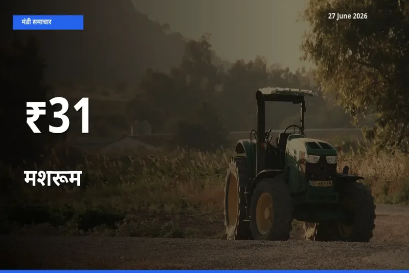 कई मंडियों में मशरूम के भाव एक दिशा में, बाज़ार का रुख साफ