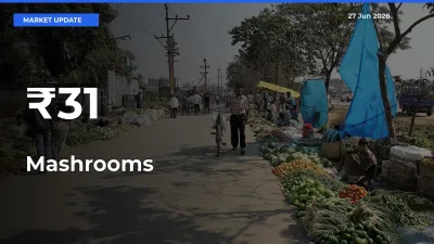 Mashrooms Shows Strong Mandi Trend – June 27 Market Update