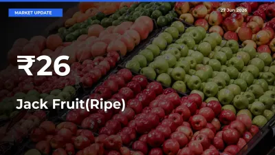 Why Jack Fruit(Ripe) Prices Are Moving Across Multiple Mandis Today
