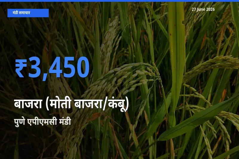 पुणे एपीएमसी मंडी में आज बाजरा (मोती बाजरा/कंबू) के सबसे ऊँचे दाम दर्ज