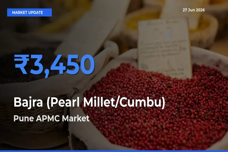 Pune APMC Offers ₹3,450 – Highest Bajra (Pearl Millet/Cumbu) Rate Today