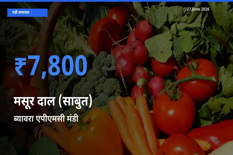 ब्यावरा एपीएमसी मंडी में आज मसूर दाल (साबुत) के सबसे ऊँचे दाम दर्ज